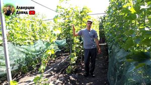 Уход за молодыми саженцами - ответы на вопросы.