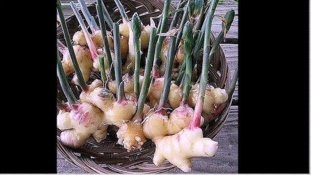 Как вырастить дома имбирь