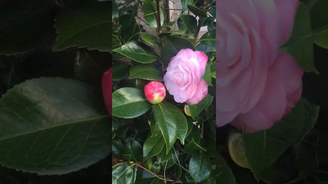 Healthy camellia