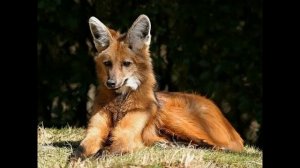 Гривистый волк!!!Редкие животные!!!