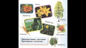 Окружающий мир 1 класс ч.1, тема урока "Дикорастущие и культурные растения", с.72-73, Перспектива.
