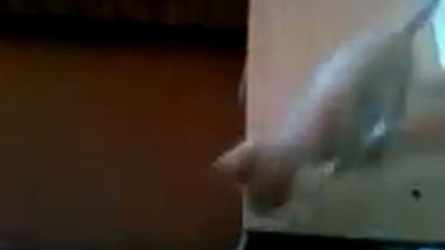 милый и пока глупый котёнок Персик смотреть онлайн