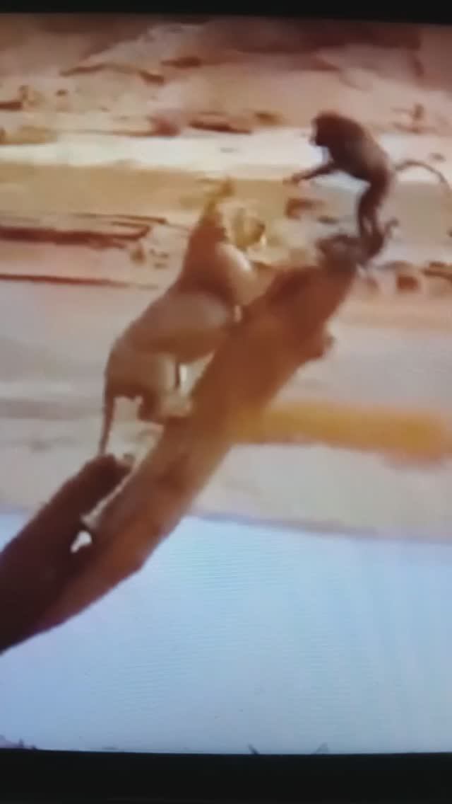 Львицы охотятся на павиана😳😧#Shorts