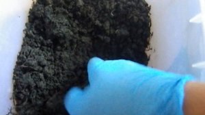 Домашняя медведка