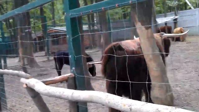 Шотландская горная корова в Харькове смотреть онлайн