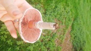 Identifying edible mushrooms. Agaricus campestris - field mushroom.