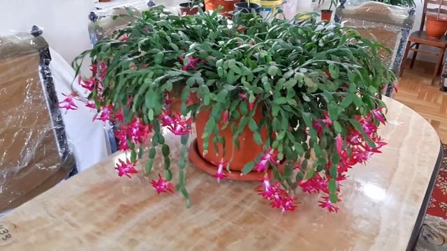 Мой декабрист расцвел | Очень много цветов смотреть онлайн