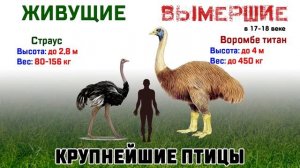 РАЗМЕРЫ ВЫМЕРШИХ И ЖИВУЩИХ ЖИВОТНЫХ /  SIZES OF EXTRACTED AND LIVING ANIMALS