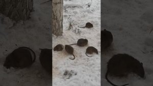 Пять крыс на снегу.