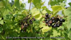 Что делать, если появилась огнёвка на смородине, как бороться