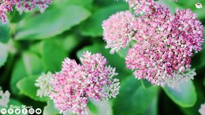 Самая красивая мелодия в мире! Эту музыку можно слушать вечно! Отличная музыка Сергея Чекалина