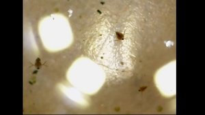 Water fleas - Daphnia pulex