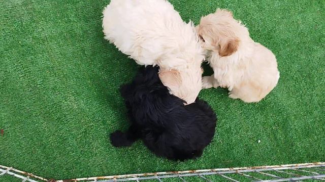 Мальтипу смотреть онлайн