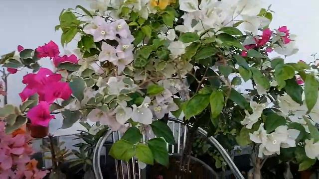 Bougainvillea tips for raining seasons, Imported Bougainvilleas, Full bloom.
