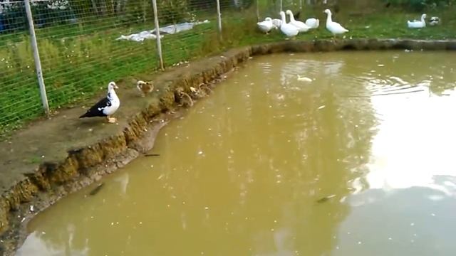 Селезень или утка. Известкование пруда. смотреть онлайн