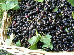 Урожай Смородины Подкормка для смородины