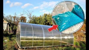 Универсальный дезинфектор для вашей теплицы осенью! Чем обработать теплицу от болезней осенью?