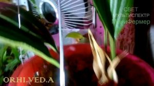 Волшебное место зацветания ОРХИДЕЙ ОРХИВЕДЫ