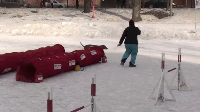Соревнования по аджилити 23.03.13 г. СПб Невская v01