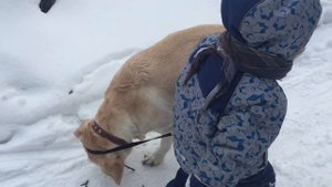 Ребенок гуляет с лабрадором