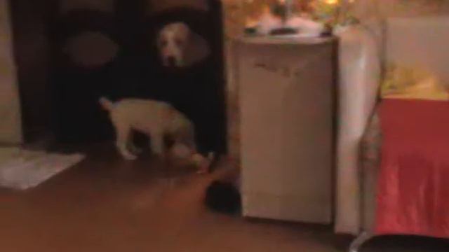 "Шилеле" -помёт "Ю" - часть 1 смотреть онлайн