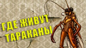 ГДЕ ЖИВУТ ТАРАКНЫ, УНИЧТОЖЕНИЕ ТАРАКАНОВ В ТОЛЬЯТТИ