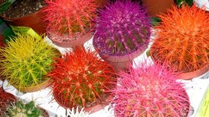 Осторожно кактус с красными иголками Проводим расследование
