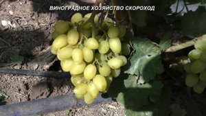 Сорта винограда 2020. Бананас, Бананас - для гурманов и для нас!