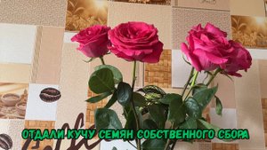 Отдали кучу семян собственного сбора