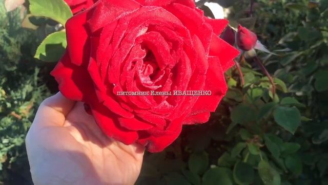 Осеннее цветение розы СУПЕР ГРАНД АМОРЕ смотреть онлайн