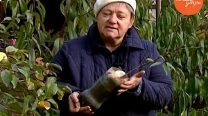 Надежда Черненко расскажет как вырастить персик сланцевым способом