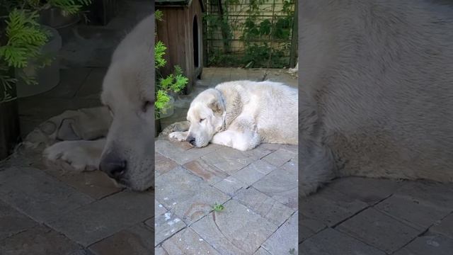 Советы ветеринара zoovetdoktor, среднеазиатская овчарка блог особенности породы подсказки ветеринар смотреть онлайн