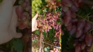 Виноград Данилка и немножко Цимуса на 16.08.21.Днепр.обл.