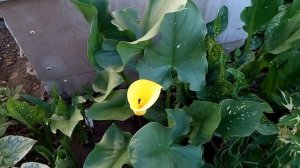 Лабазник пёстролистный и каллы в июне.