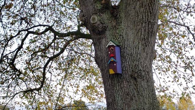 Мой прекрасный мир,грибы,цветы....Mein schöner Welt смотреть онлайн