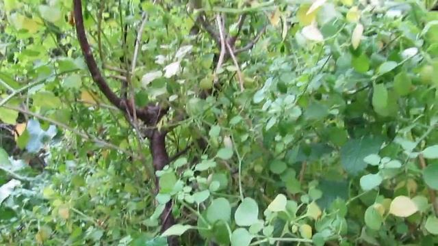 ландыш пампасов смотреть онлайн