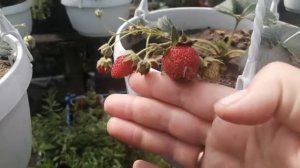 Земляника ампельная "Руби Энн" : малыши, а вся в ягодках.