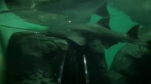 Морские чудовища - 5 обитателей морей (2 часть)