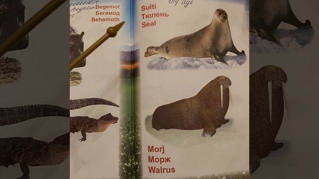 Земноводные (животные живущие на суше и в воде)???? смотреть онлайн