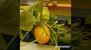 Сорт дыньки "Серëжкина любовь". Кировская область, 4 сентября 2022г