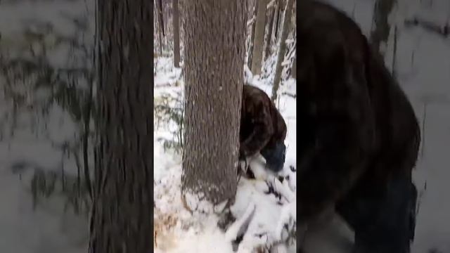 Валим толстые ëлки. Трудная и опасная работа ВАЛЬЩИКА ЛЕСА!