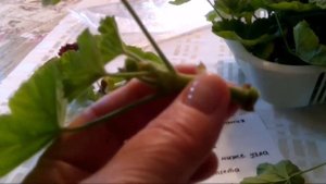 Садовую герань готовим к весне