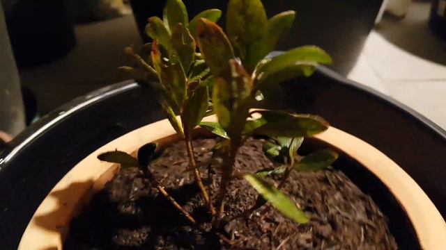 Rhododendron смотреть онлайн