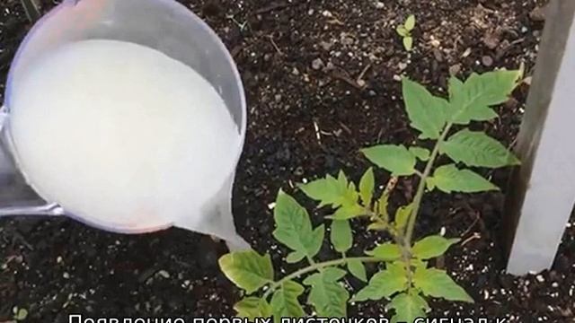 Томат Петруша огородник смотреть онлайн