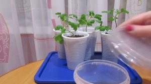 Роза полиантовая Готовлю к посеву