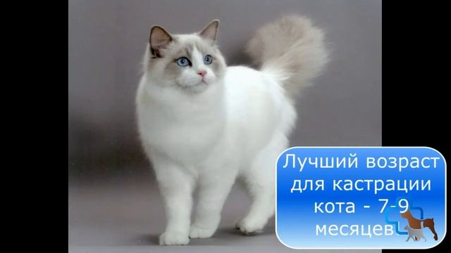 В каком возрасте можно кастрировать кота? смотреть онлайн
