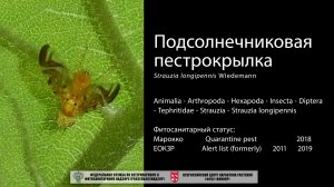 Подсолнечная пестрокрылка (strauzia longipennis )