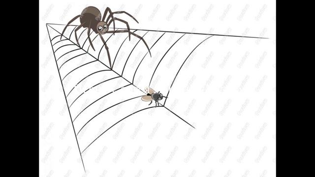К чему поймать паука. Поймать дома паука к чему это. К чему поймать паука. Гигантские пауки охотники австралия. Тегенария стенная.