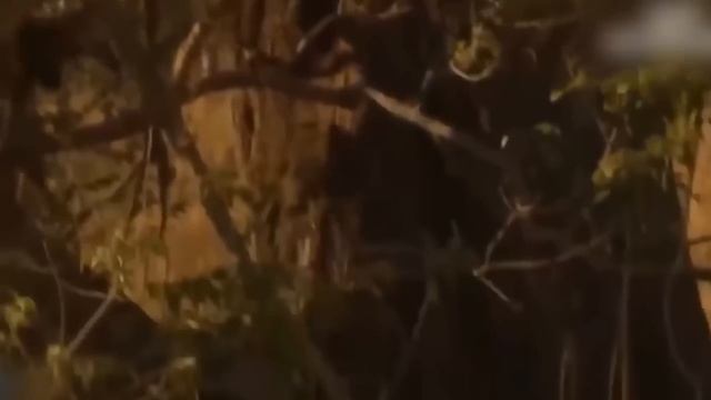 Lion Mistakes When Challenged Gorilla - Herd of Gorilla Rescue Warthog From Lion, Warthog vs Lions смотреть онлайн