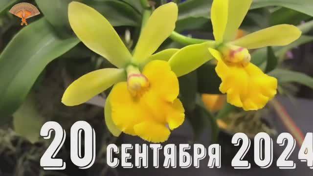 Грабли веерные Для любителей канала Грабли Live 20 09 2024